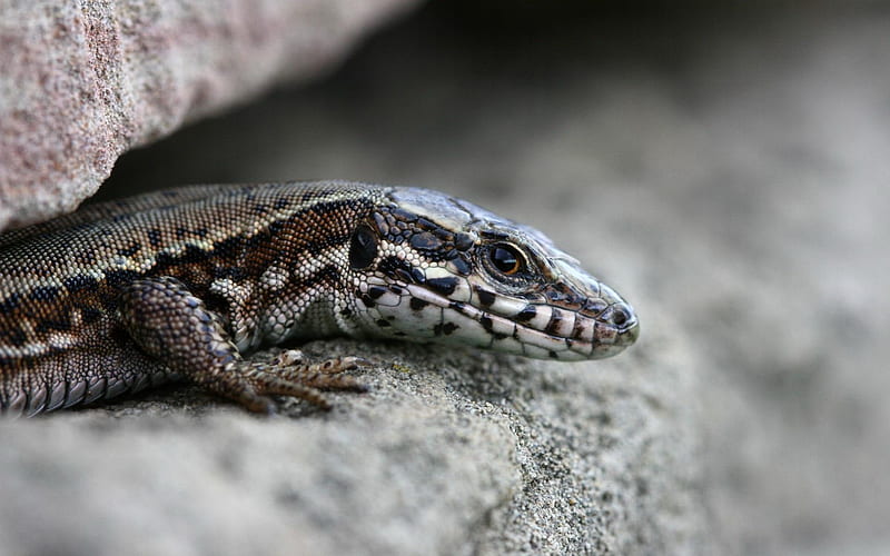 Life on the Edge, rocks, claws, snout, lizard, eye, cold blooded, reptile, HD wallpaper