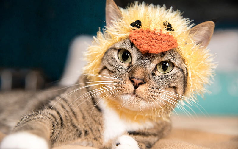 american shorthair cat, funny cat hat, cute animals, gray cat, pets, cats, HD wallpaper