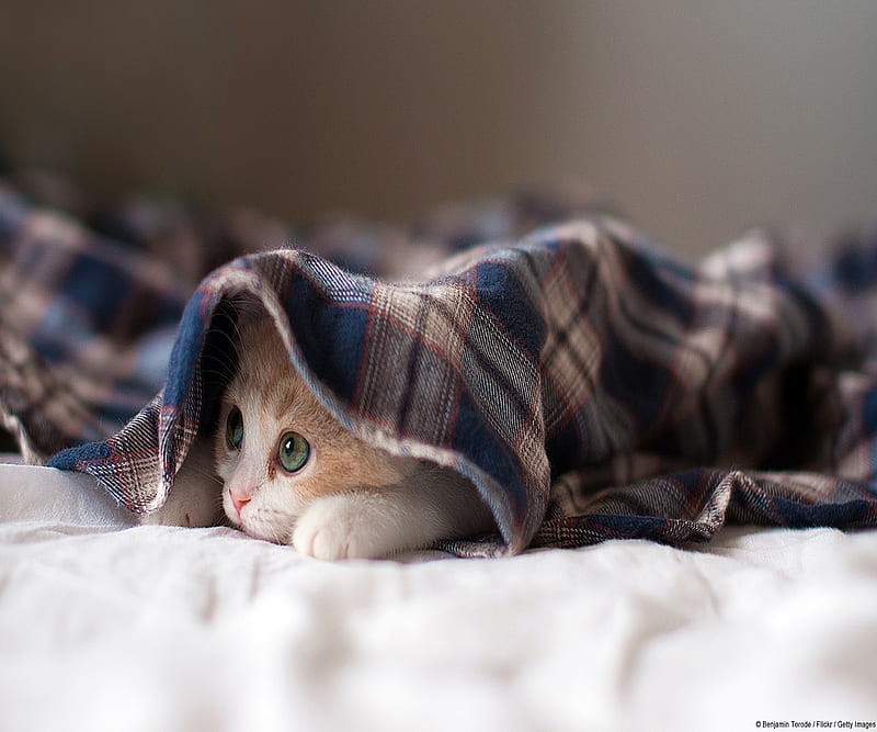 kitten under blanket, HD wallpaper