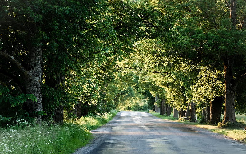 Road to Sidgunda, Latvia, summer, Latvia, road, trees, HD wallpaper