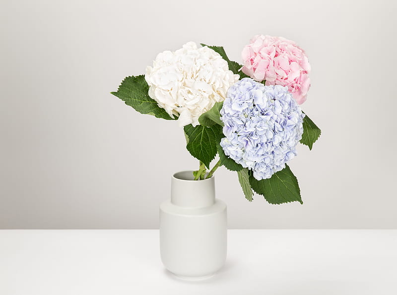 Hydrangea Flowers Ultra, Aero, White, Flowers, Table, Hydrangea, Vase, HD wallpaper