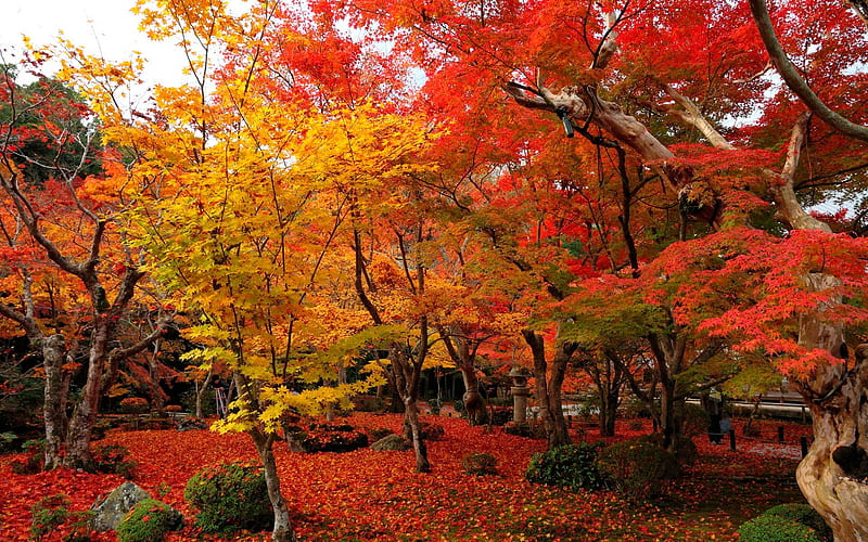 Red and yellow maple-Enkoji Temple Autumn, HD wallpaper