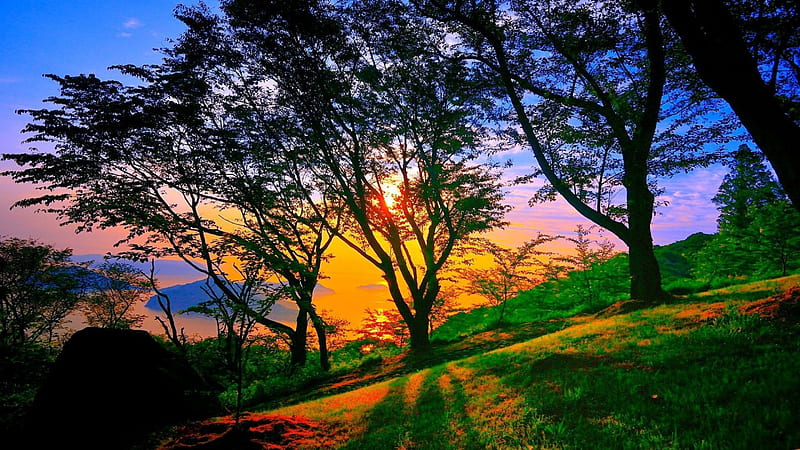 sunrise through trees on hillside, shadows, sunrise, trees, side, hill, HD wallpaper