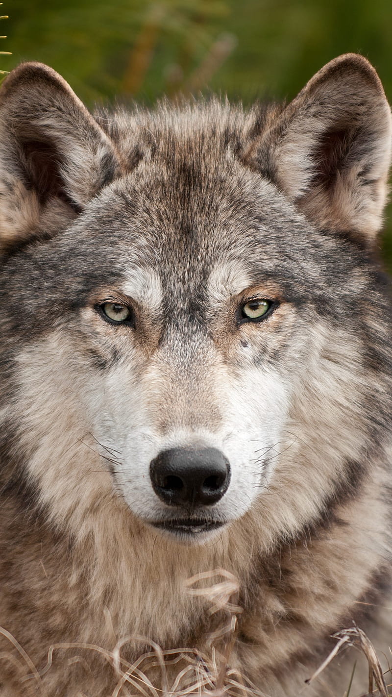 Wolf Face , wool, predator, muzzle, nature, animal, wild, HD phone wallpaper
