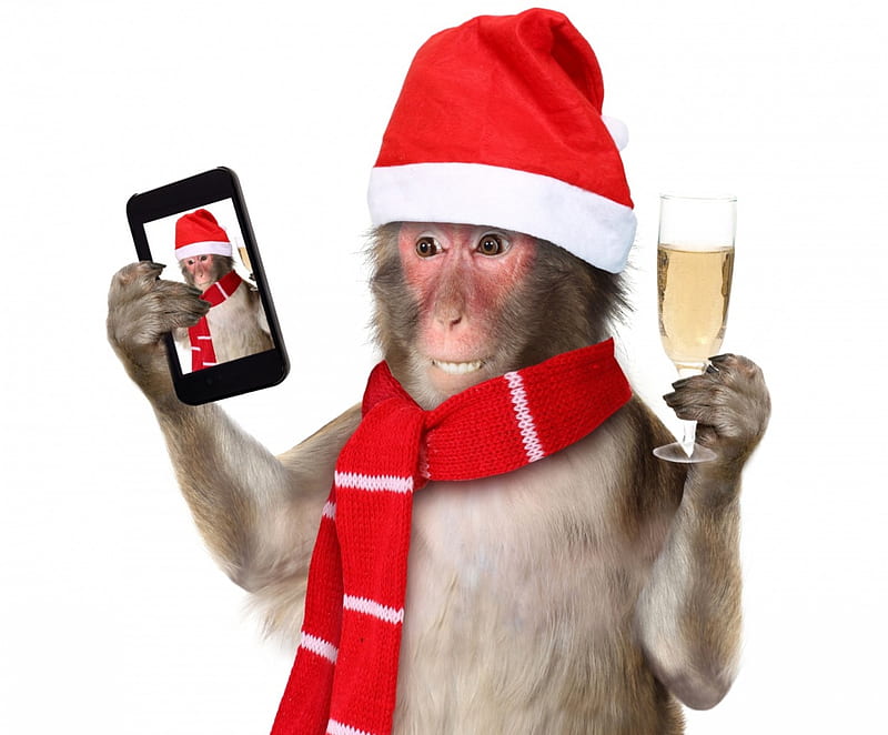 Happy New Year!, red, chinese zodiac, wine, new year, selfie, animal, winter, hat, monkey, glass, scarf, phone, funny, white, HD wallpaper