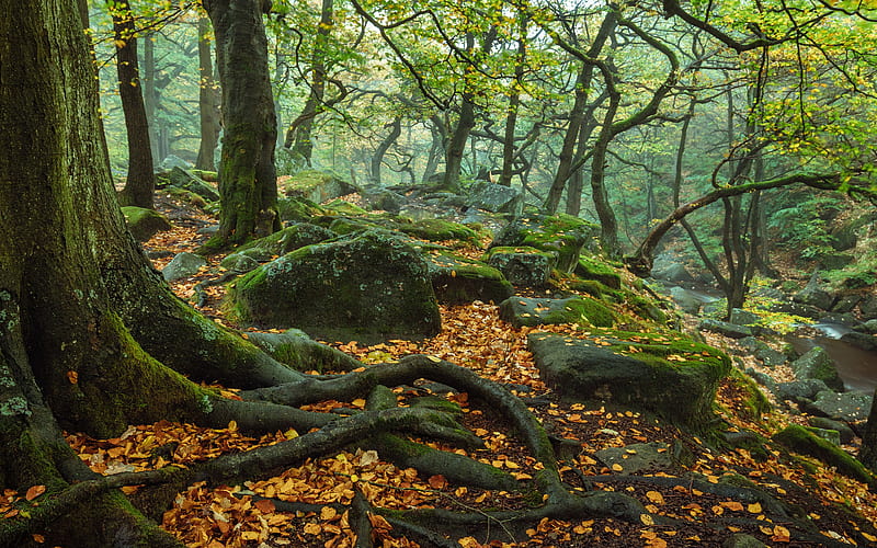 Earth, Tree Root, England, Fall, Forest, Moss, Nature, Peak District National Park, Roots, Stone, Tree, HD wallpaper