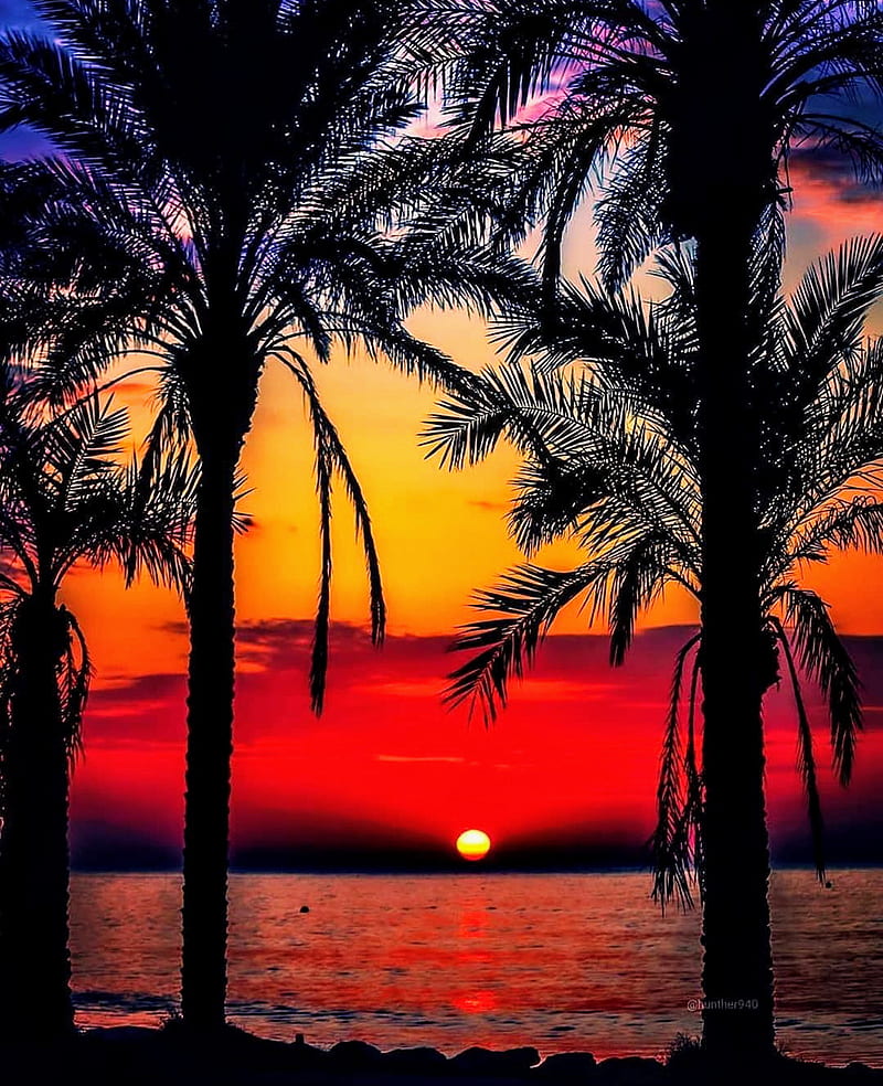 Red sunset, beach, beaches, exotic, palm, shine, sun, sunsets, trees, HD phone wallpaper