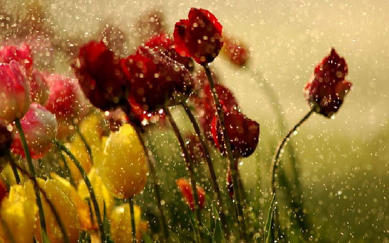 tulips in raindrops, art , raindrops, nature, tulips, beauriful, HD wallpaper