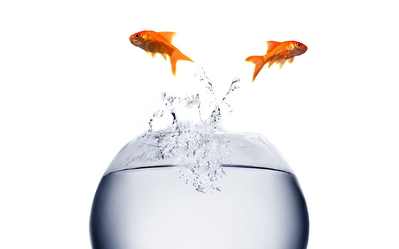 TWO FOR ONE, gold, water, two, fish, bowl, HD wallpaper