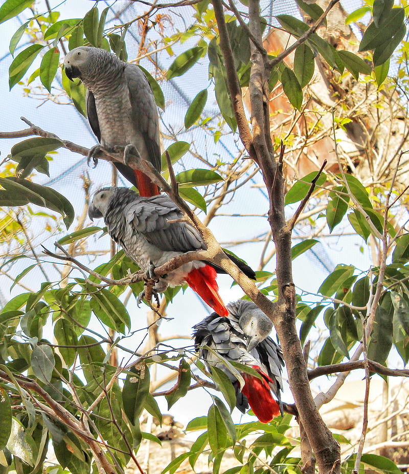 AFRICAN PARROT, bird, gris, macaw, HD phone wallpaper