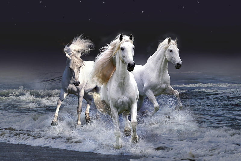 Wild Horses, horses, wild, HD wallpaper