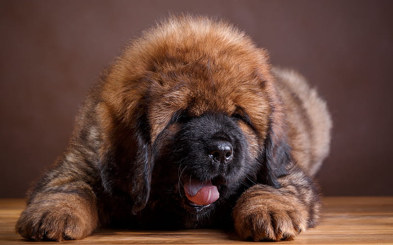 Tibetan Mastiff, little brown puppy, cute animals, little dogs, puppies, HD wallpaper