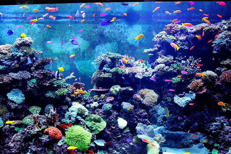 Aquarium!, colour, water, fish, coral reefs, HD wallpaper | Peakpx