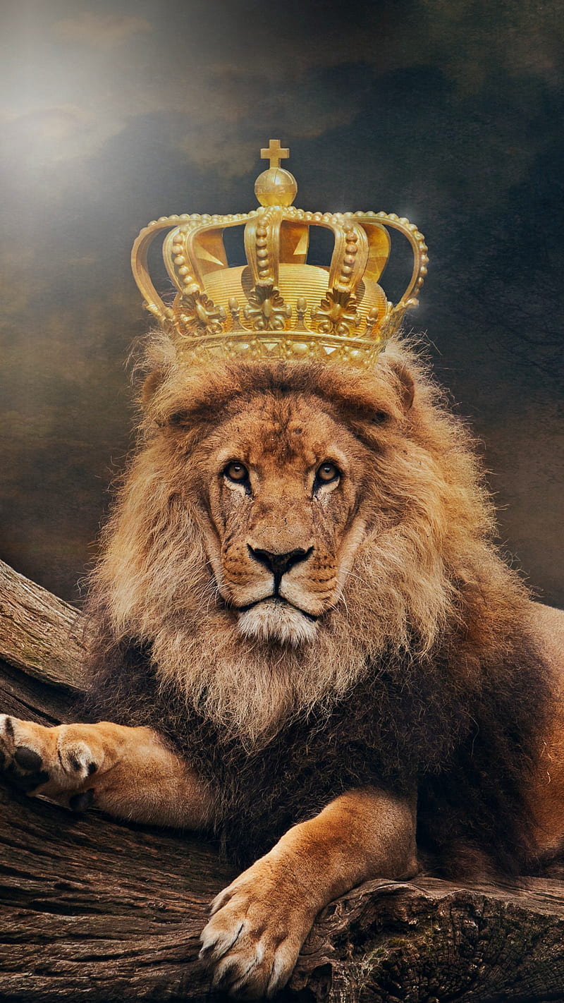 The king, animal, crown, lion, wild, HD phone wallpaper