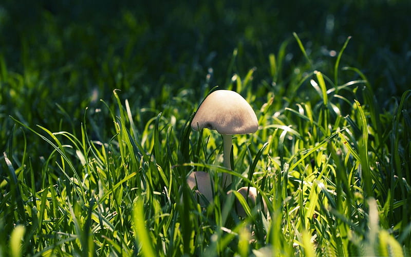 mushroom in the grass-Forest plants, HD wallpaper