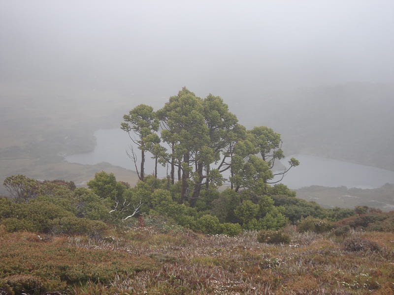 King William Pines (Athrotaxis selaginoides), australia, tasmania, athrotaxis, conifer, HD wallpaper