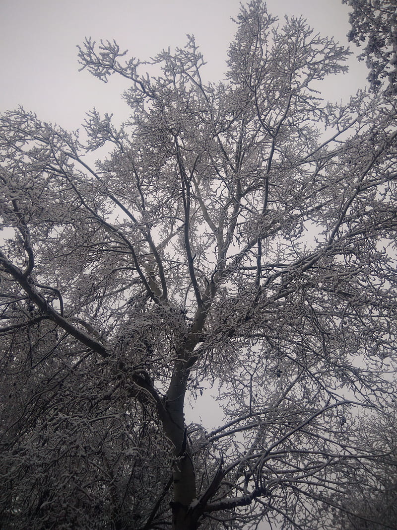 Tree Snow White Road To Sky Blossoms Black Cherry Hd Mobile Wallpaper Peakpx