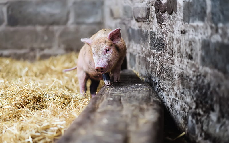 little pig, hay, farm, funny animals, pig, HD wallpaper