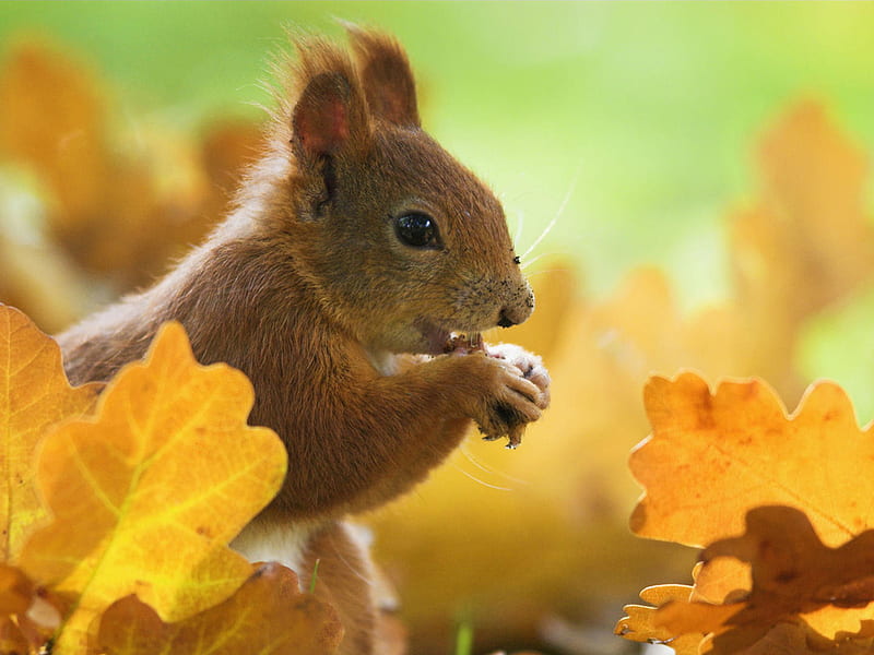 Ardilla de otoño, otoño, naturaleza, ardilla, animal, Fondo de pantalla HD  | Peakpx