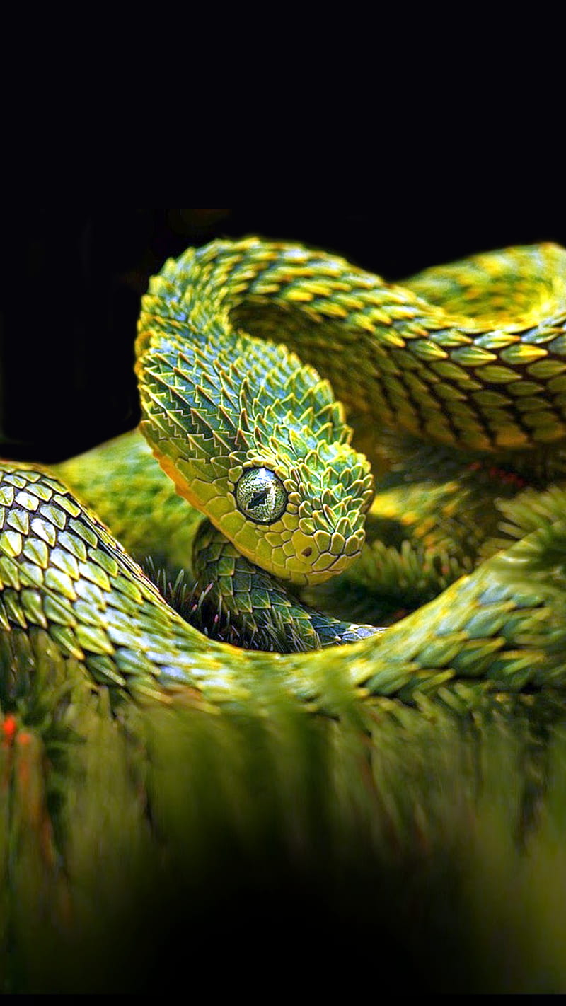 Green and Black Snake HD Wallpaper - WallpaperFX