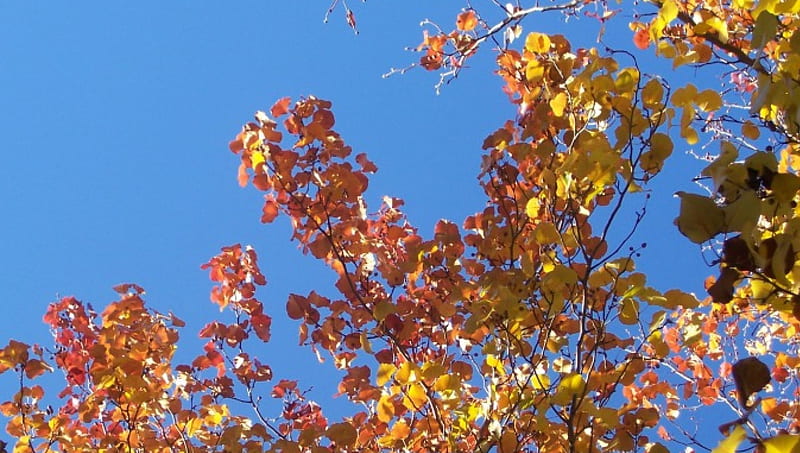 Autumn Aspens, Fall, red, aspen, orange, scarlet, yellow, quaking aspen, fa11, blue, cie1, golden, trees, tree, boughs, blue sky, Autumn, branches, HD wallpaper