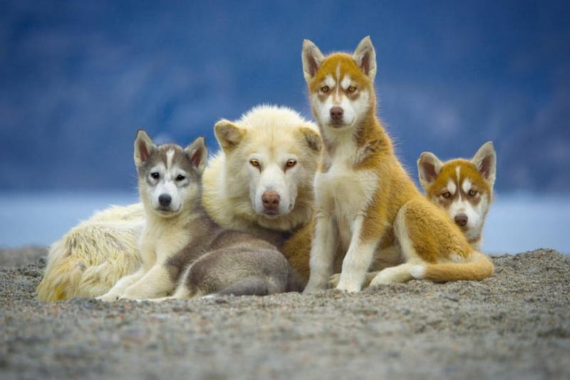 Baffin island sledge dogs, pet, sledge dog, animal, dog, HD wallpaper
