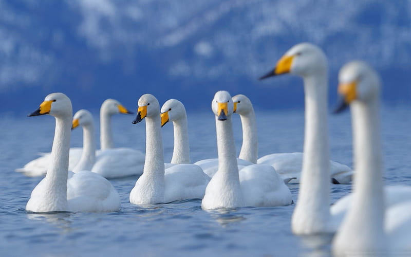 flock of swans-Animal graphy, HD wallpaper