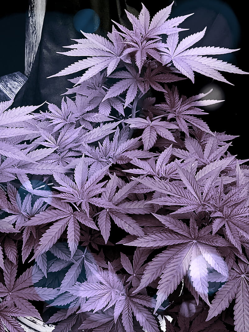 Marijuana , buds, flowers, leaves, plants, smoke, HD phone wallpaper