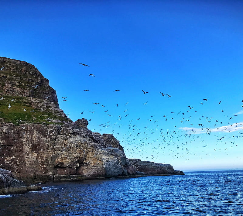 Arctic Magic, alcatraz, bird mountain, birds, sea, sula, HD wallpaper