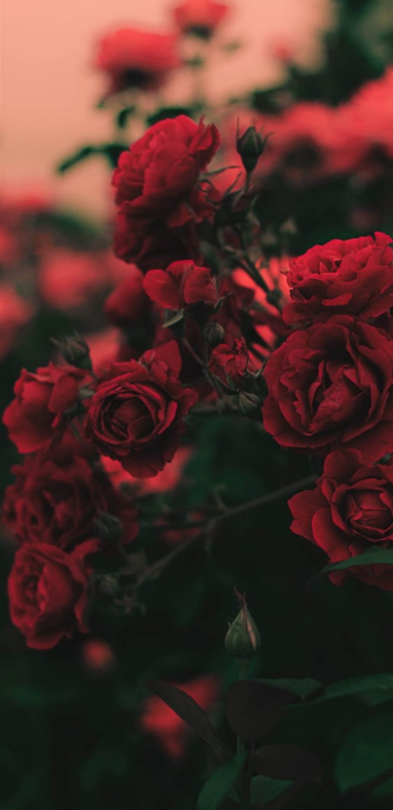 Rose bush, aesthetic, bonito, colour, cute, flower, flowers, red, smoke, HD phone wallpaper