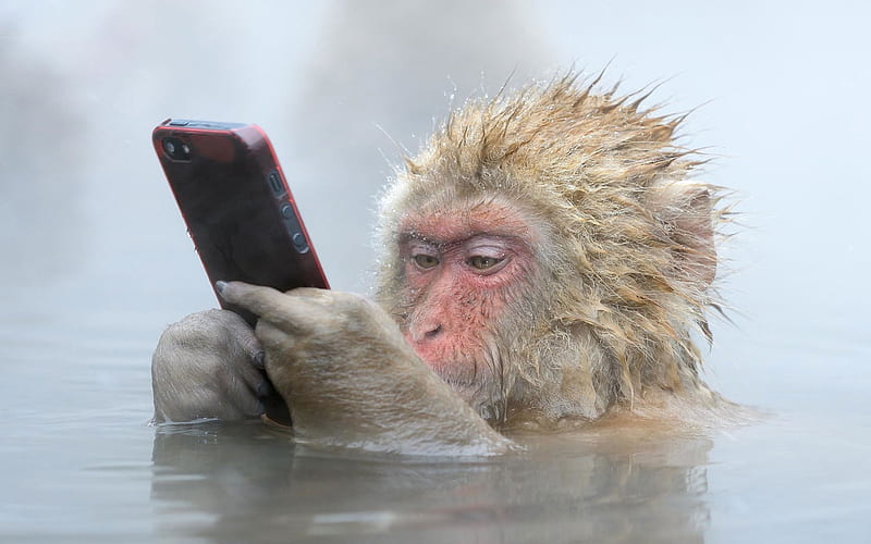 Monkeys Are Putting On A Funny Look Background, Monkey Meme Pictures  Background Image And Wallpaper for Free Download