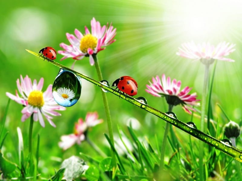 Fresh Morning Dew, Green gress, Sun shine, Flowers, Sunshine, Ladybugs, HD wallpaper