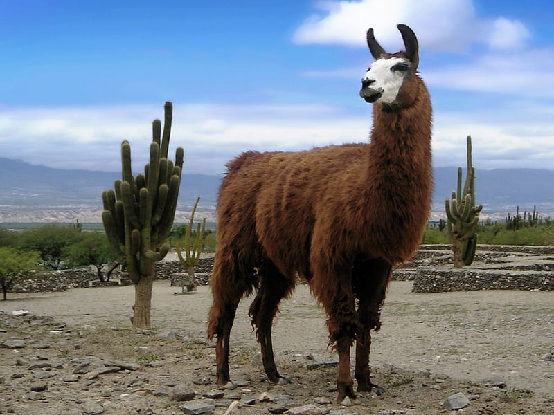 Llama, desert, wool, animal, HD wallpaper