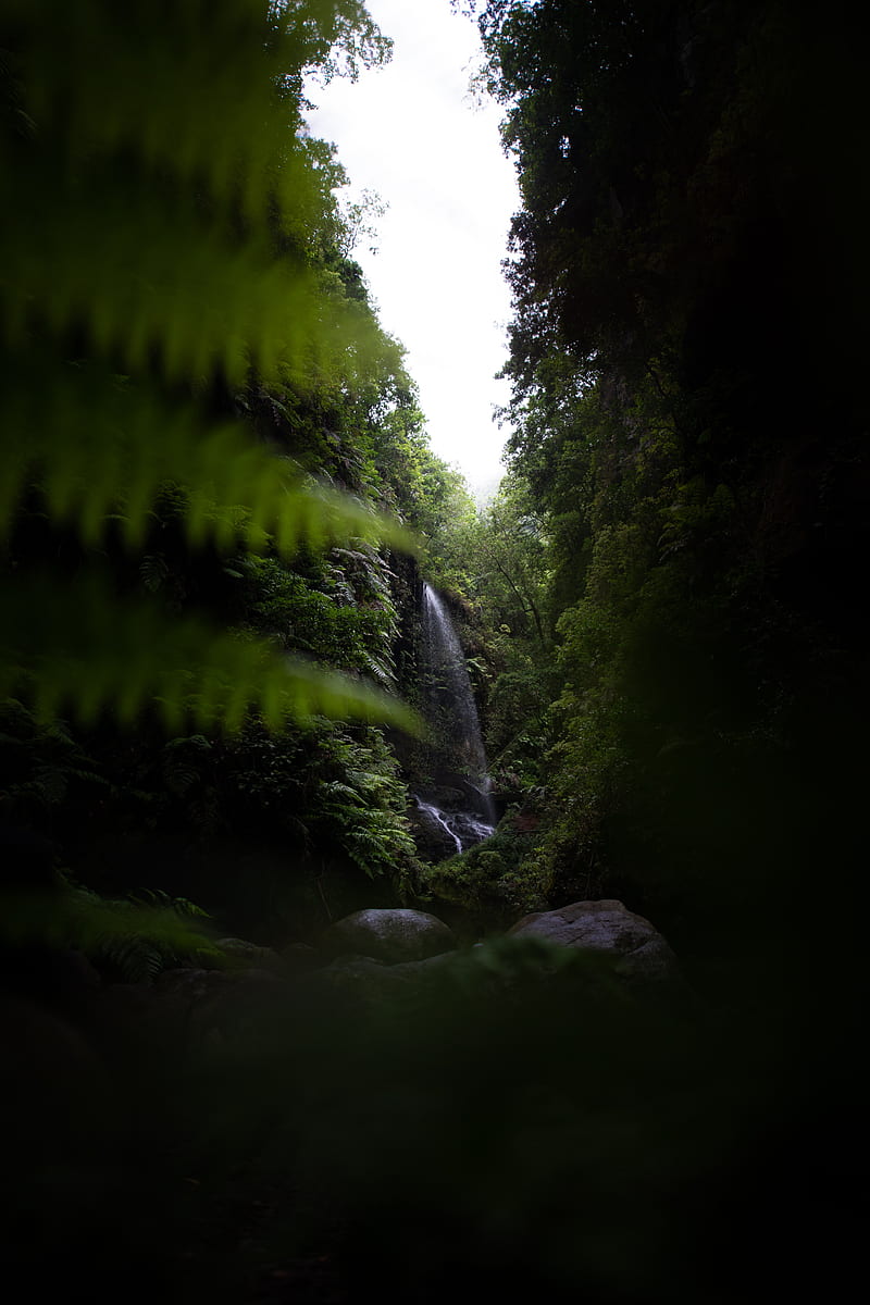 waterfall, jungle, dark, vegetation, nature, HD phone wallpaper