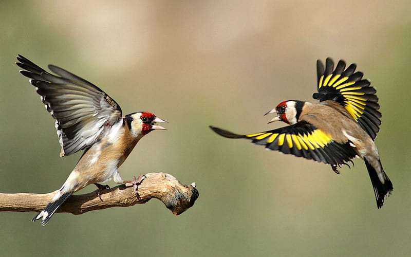 Gold Finches, Finch, Flying, Birds, Gold, HD wallpaper
