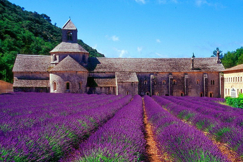 Tha lavender field at the Abbey of Senanque, pretty, lavender, bonito, fragrance, abbey, nice, rows, Provence, lovely, scent, sky, purple, summer, nature, castle, meadow, field, HD wallpaper