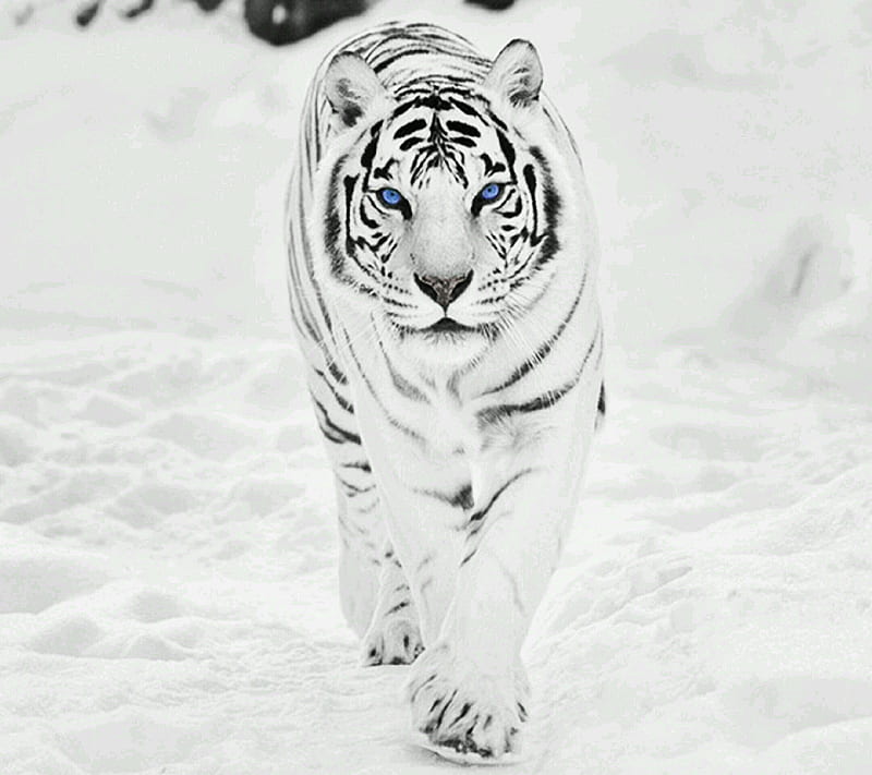 white tiger, tiger, white, HD wallpaper