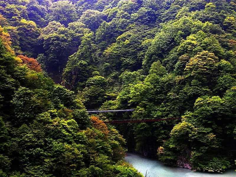 Kurobe Gorge, forest, gorge, bridge, waterway, HD wallpaper