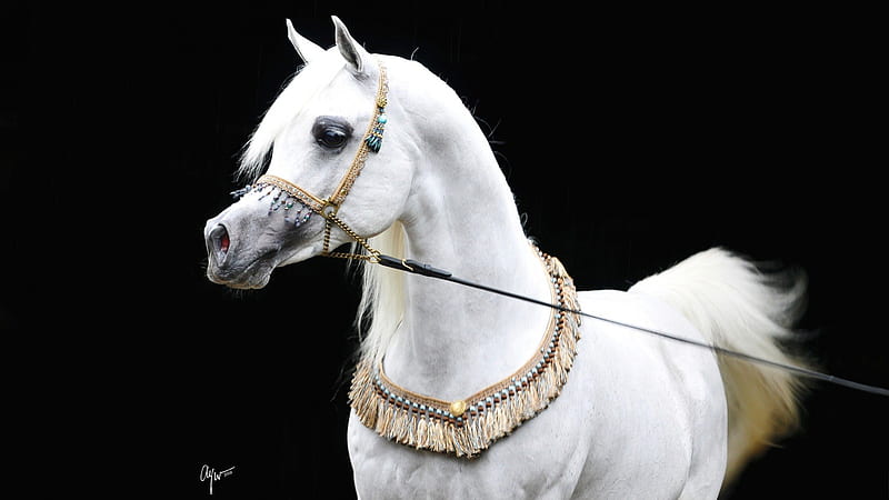 White Arabian, show horse, ponies, nature, animals, horses, HD wallpaper