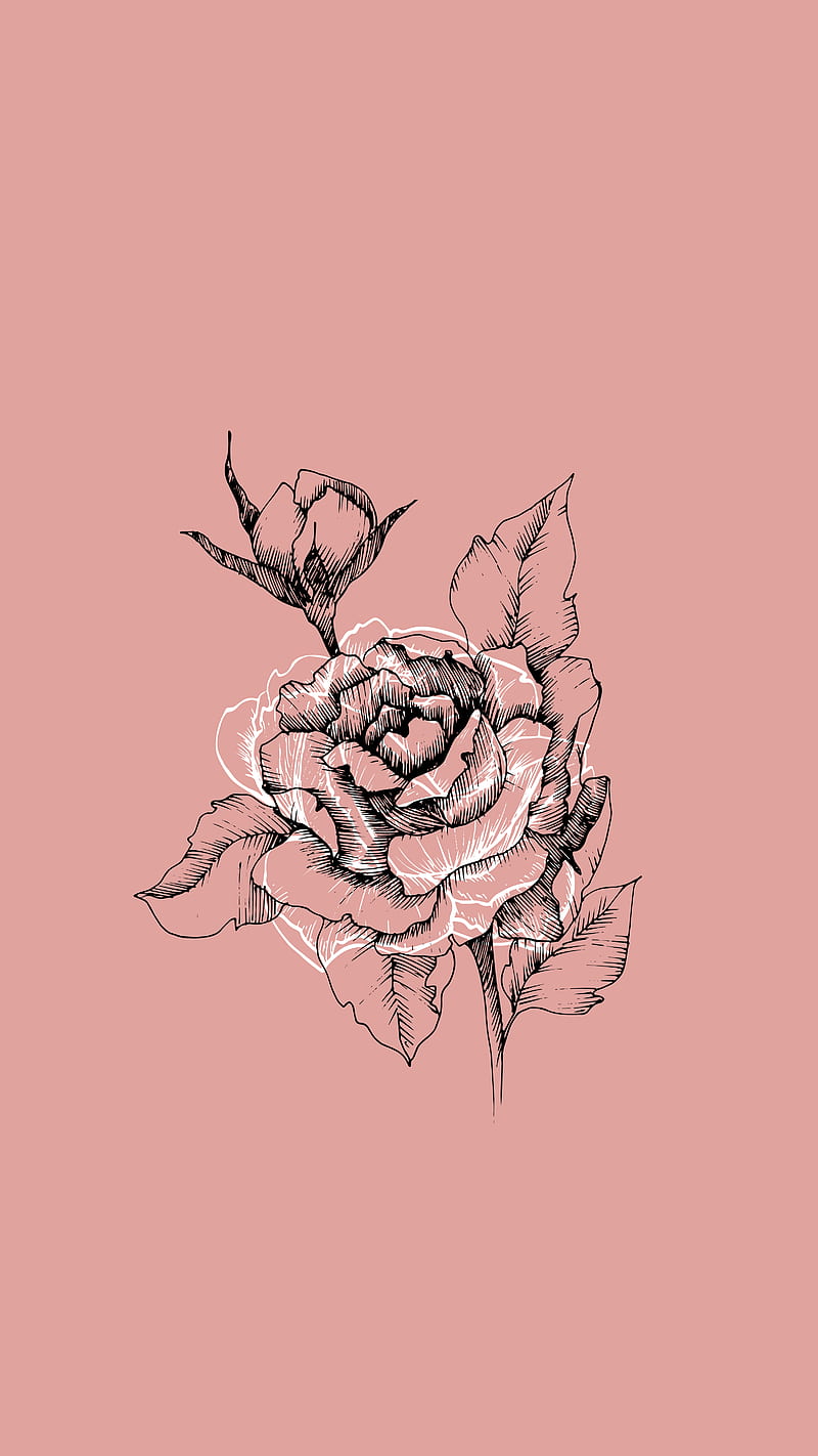Rose, flower, flowers, karalama, pink, theme, HD phone wallpaper | Peakpx