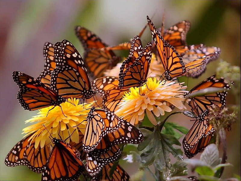 Annual migration, migration, flowers, Monarchs, butterflies, HD wallpaper