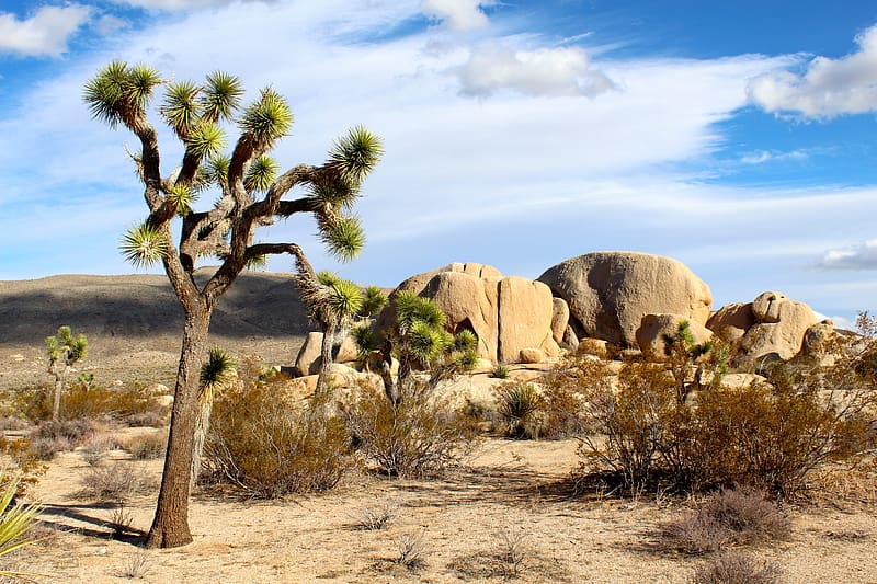 Desert, Usa, , California, National Park, Joshua Tree National Park, HD wallpaper