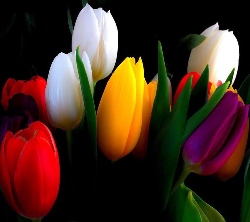 Colorful Tulips, good, look, HD wallpaper | Peakpx