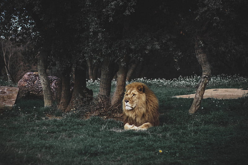 lion, mane, predator, big cat, wildlife, HD wallpaper