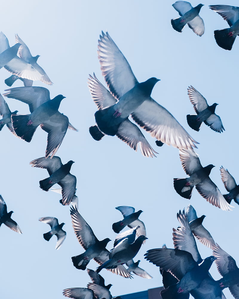 gray pigeons flying under blue sky, HD phone wallpaper