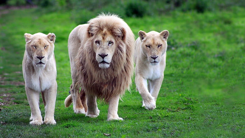 Lion And White Tigers Are Walking On Grass In Green Bushes Background Lion, HD wallpaper