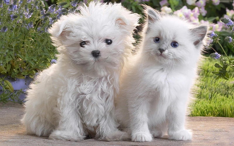 Cute Puppy and Kitten, cute, cat, kitten, puppy, dog, animal, HD wallpaper