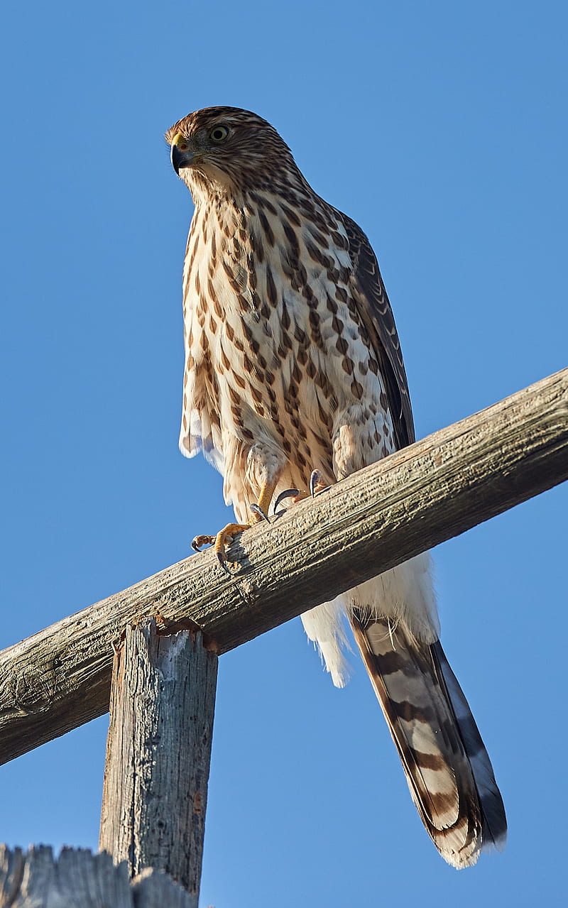 falcon, predator, bird, log, HD phone wallpaper