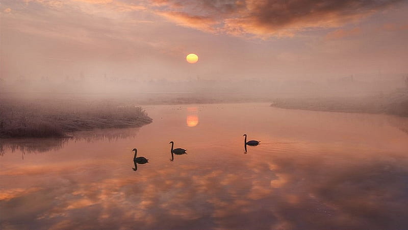 Pastel Pond, pretty, hazy, sunlight, misty, swimming, swans, HD wallpaper