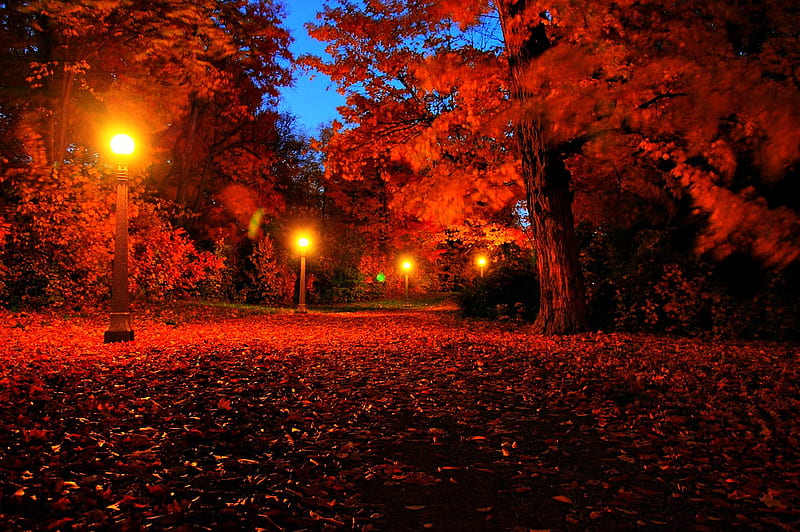 Autumn in night, red, fall, autumn, park, lights, leaves, beauty, nature, popular, HD wallpaper